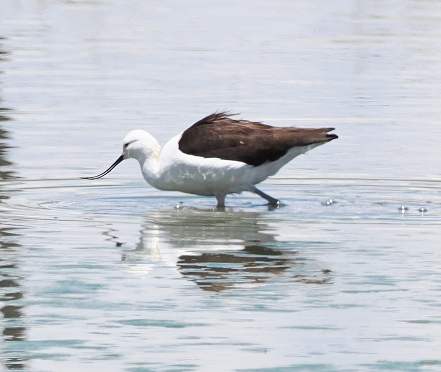 Andean Avocet (Recurvirostra andina), photo 4