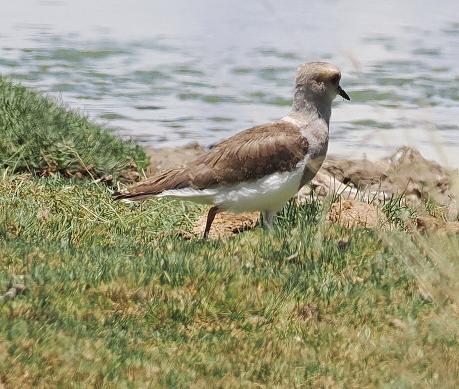 Andean Lapwing (Vanellus resplendens), photo 4