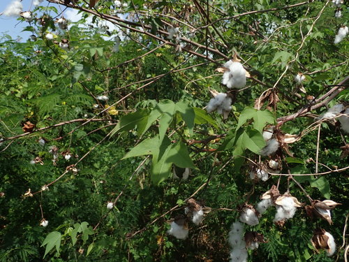 Gossypium hirsutum