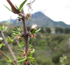 Olearia bullata