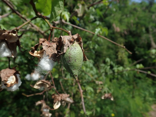 Gossypium hirsutum