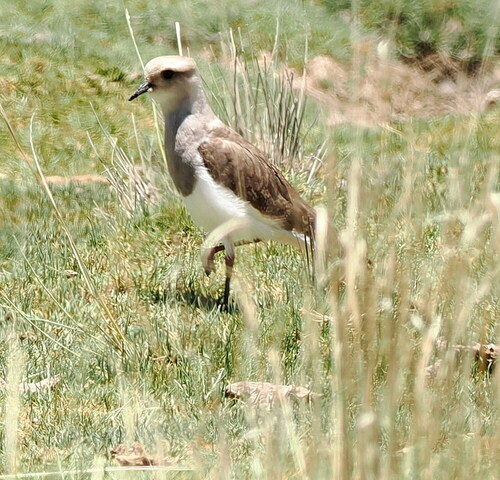 Andean Lapwing (Vanellus resplendens), photo 5