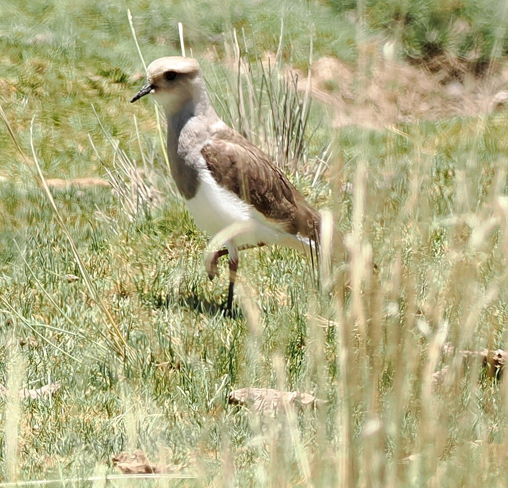 Andean Lapwing (Vanellus resplendens), photo 5