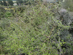 Olearia bullata