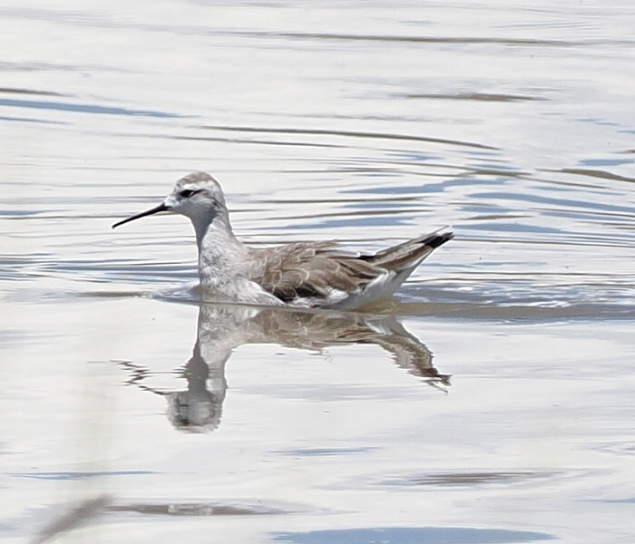 Wilson's Phalarope (Phalaropus tricolor), photo 1