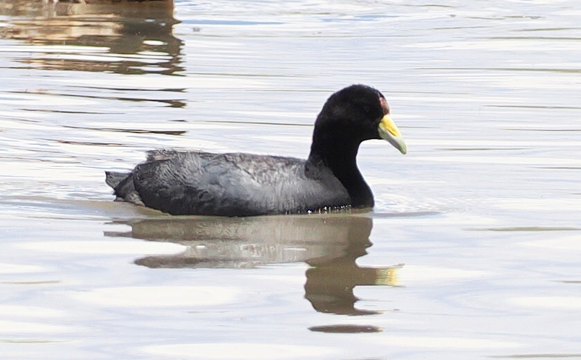 Andean Coot (Fulica ardesiaca), photo 9
