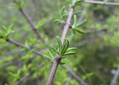 Olearia bullata