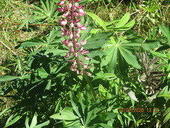 Lupinus × regalis