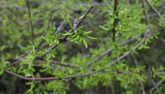 Olearia bullata