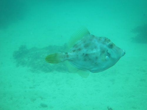 Stephanolepis hispida
