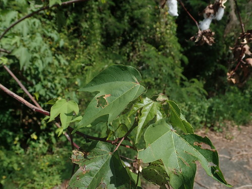 Gossypium hirsutum