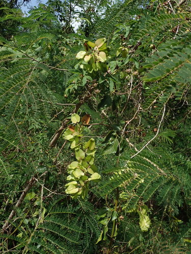 Image of Serjania lucida by (c) Daniel Cahen, some rights reserved (CC BY)