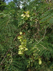 Serjania lucida