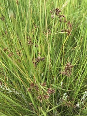 Cyperus denudatus