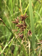 Cyperus denudatus