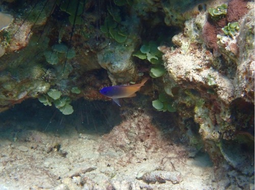 King demoiselle (Chrysiptera rex) — Pomacentridae
