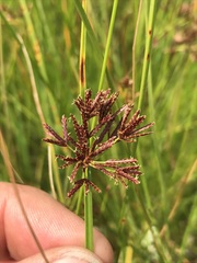 Cyperus denudatus