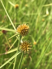Cyperus erectus