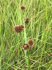 Juncus oxycarpus