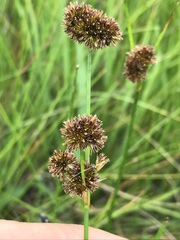 Juncus oxycarpus