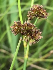 Juncus oxycarpus