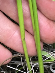 Juncus oxycarpus