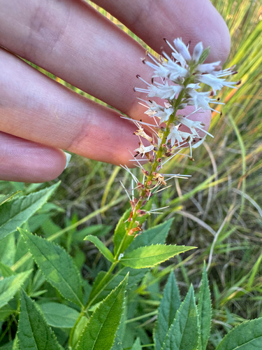Culver'S Root