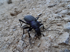 Carabus scabrosus