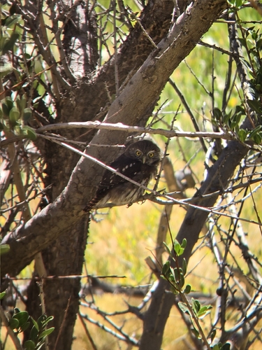 Austral Pygmy Owl (Glaucidium nana), photo 5