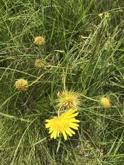 Berkheya speciosa lanceolata
