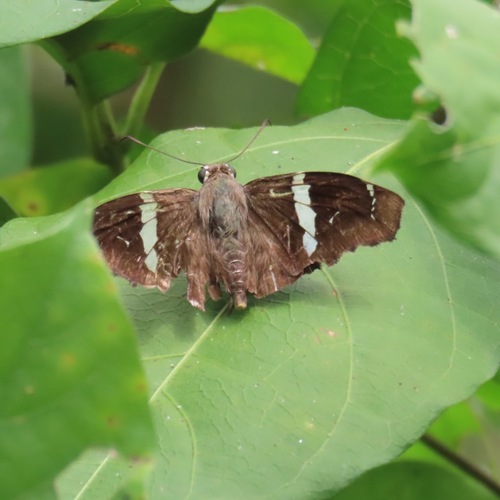 Falcate Skipper (Spathilepia clonius)