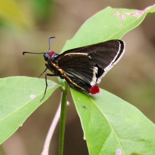 Red-collared Firetip (Mysoria affinis)