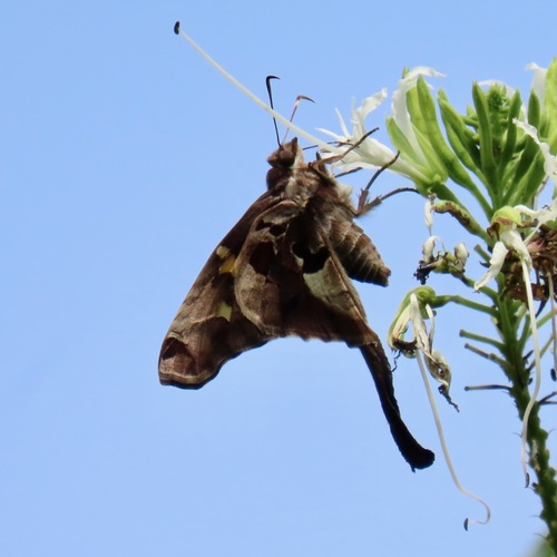 Zilpa Longtail (Chioides zilpa)