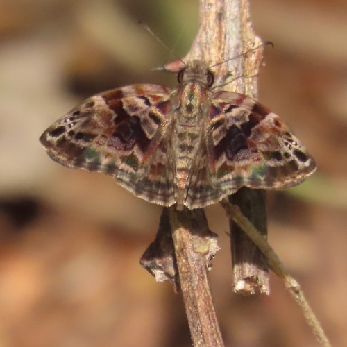 Variegated Skipper (Gorgythion begga)