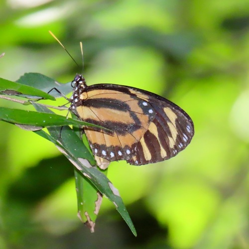 Tiger-mimic Queen (Lycorea halia)