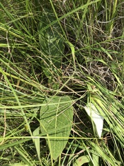 Berkheya speciosa lanceolata
