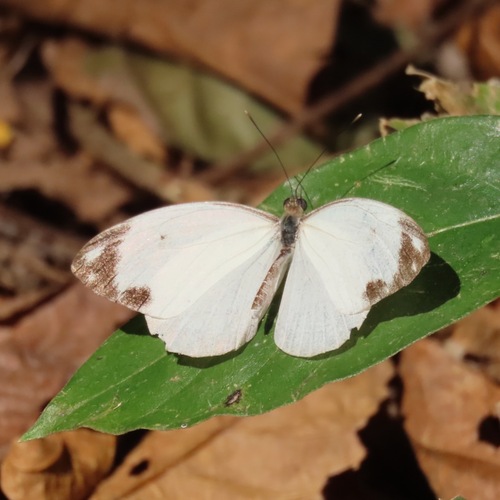 Painted White (Pieriballia viardi)