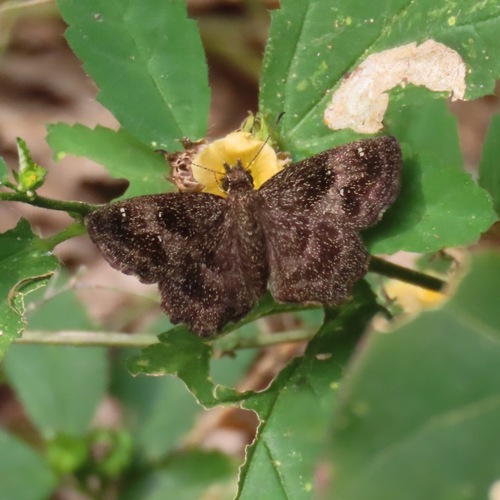West-Mexican Sootywing (Staphylus tierra)