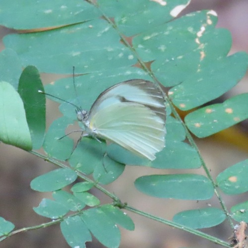 Cross-barred White (Itaballia demophile)
