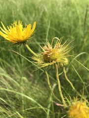 Berkheya speciosa lanceolata