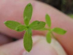 Galium propinquum