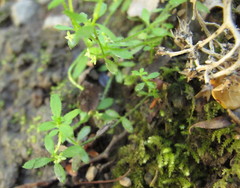 Galium propinquum