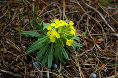 Erysimum callicarpum