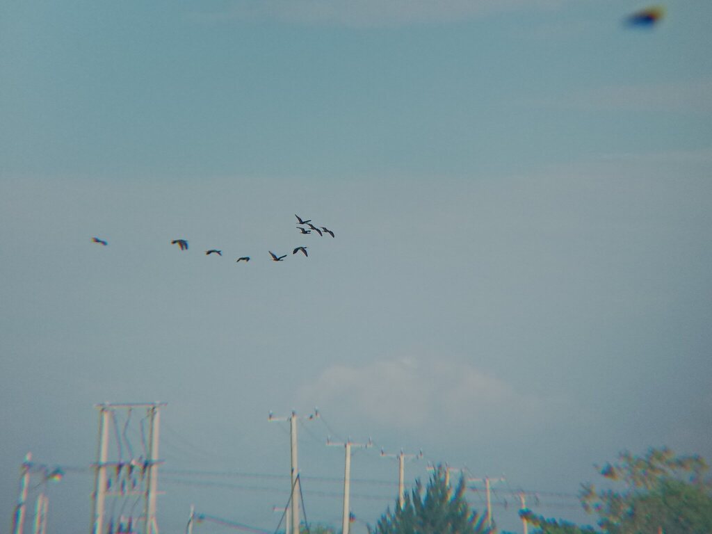 Ibis hitam (Plegadis falcinellus)