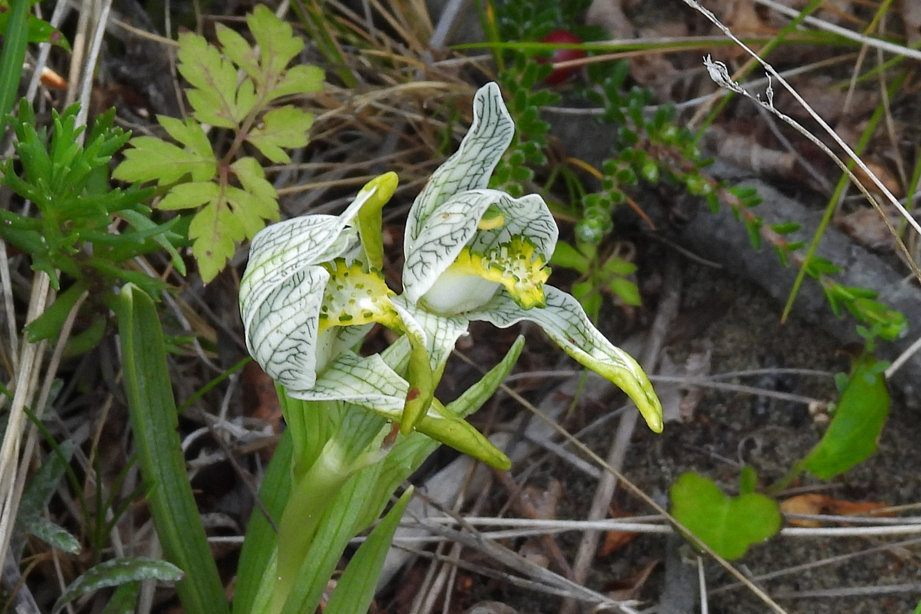 Porcelain Orchid (Chloraea magellanica)