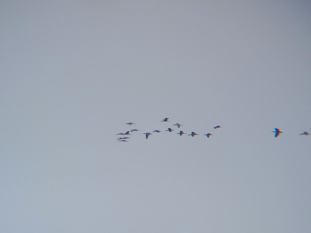 Glossy Ibis (Plegadis falcinellus)