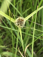 Cyperus teneristolon