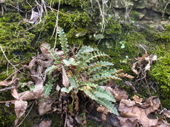 Asplenium ceterach image