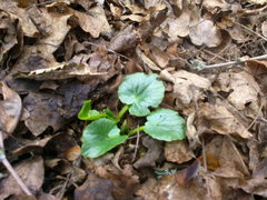 Ficaria verna calthifolia