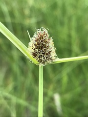 Cyperus teneristolon
